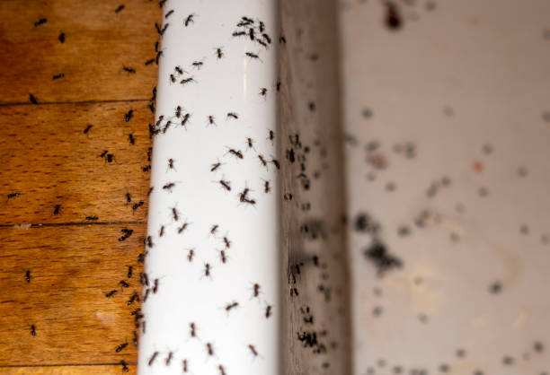 Best Affordable Pest Control Services  in Hudson Lake, IN