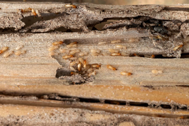 Best Commercial Pest Control Services  in Hudson Lake, IN